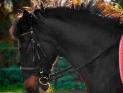 paseos-caballo-segovia-actividades-casa-eresma